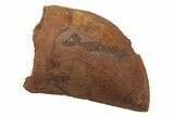 Juvenile, Carcharodontosaurus Tooth - Morocco #212519-1
